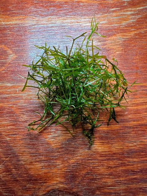 Guppy Grass