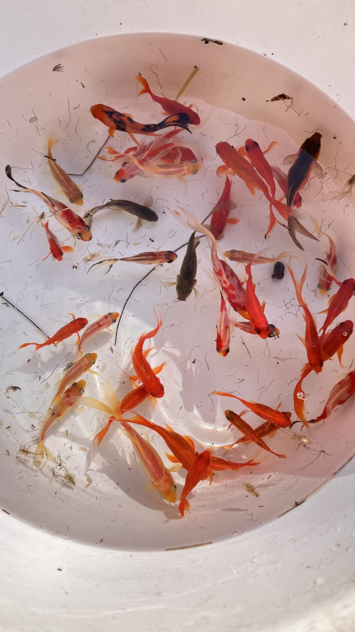 Gold fish and Shubunkin