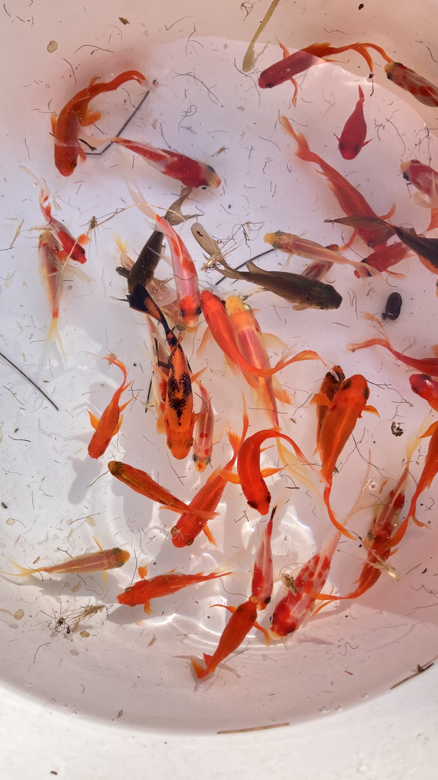 Gold fish and Shubunkin