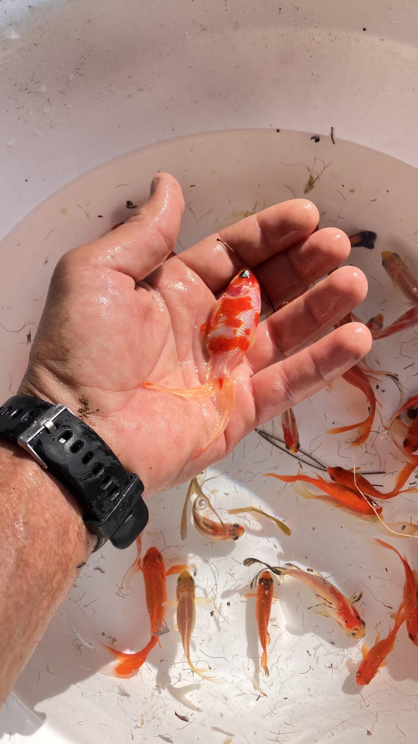 Gold fish and Shubunkin