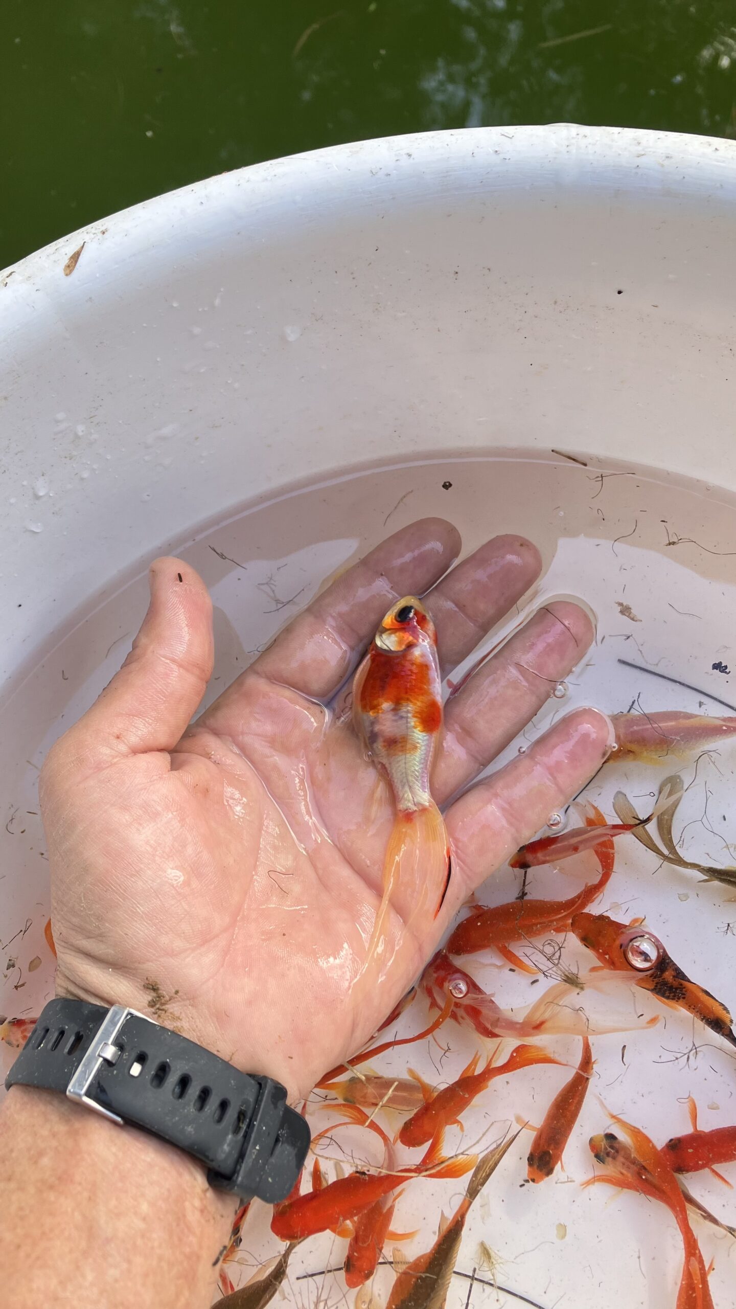 Gold fish and Shubunkin